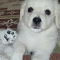 پامر اشپیتز|سگ|پاکدشت, شهرک امام رضا|دیوار