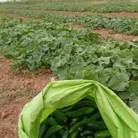 فروش،لوبیا سبز