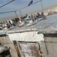 فروش کفتر پلاکی و شهری