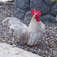 مرغ و خروس جاپنیز تعداد محدود