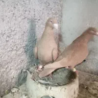 ی جفت زرد عطیقه و دم سفید و کربلایی و طوقی