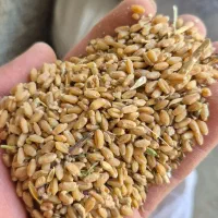 گندم|لوازم جانبی حیوانات|مرودشت, کناره|دیوار
