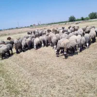 فروش گوسفند معروف sureioe  شـالـئ اصیل|حیوانات مزرعه|یزد, |دیوار