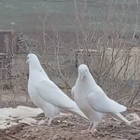 کفتر|پرنده|مرادلو, |دیوار