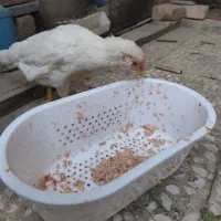 سه تا نوچه گلین