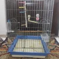 قفس