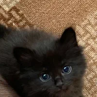 گربه بریتیش مشکی