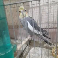 قناری عروس هلندی|پرنده|قرچک, مهدیه|دیوار