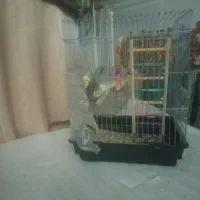 دو تا عروس هلندی نر