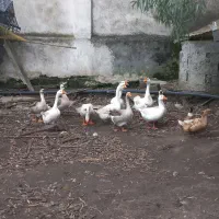 فروش انواع نژاد قوغاز اصیل سنگین وزن