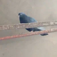 کبوتر چشم نوک|پرنده|بابا حیدر, |دیوار