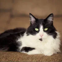 واگذاری گربه خانگی