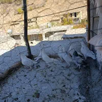 کبوتر پلاکی ذات دار