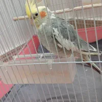 عروس هلندی نر با قفس