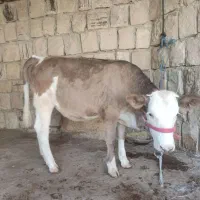 گوساله سیمینتال کور مادر زاد
