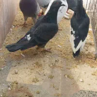 کفتر|پرنده|بختگان, |دیوار