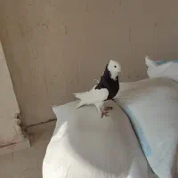 کفتر بوینی کلفع