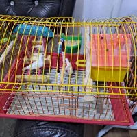 فنچ نر و ماده