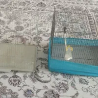 قفس پرنده