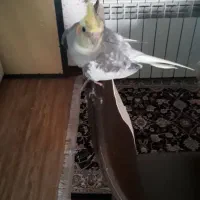 گمشده