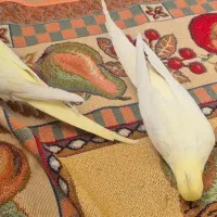 عروس هلندی لوتینو