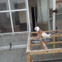 کلفه زردنرسرول خال