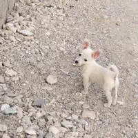 سگ پاکوتاه معاوضه با پی اس4