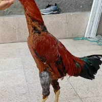 خروس لاری
