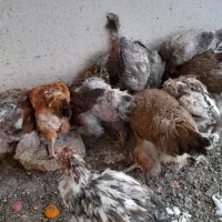 مرغ امپراطور|حیوانات مزرعه|اصفهان, سرچشمه|دیوار