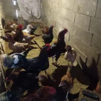 تعدادی خروس جوان
