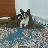 سگ پیدا شد|حیوانات|کرمانشاه, |دیوار