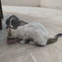 واگذاری رایگان گربه