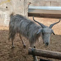 بز سرحال جوان دونه ای ۵۵۰۰|حیوانات مزرعه|مرودشت, مختارآباد|دیوار