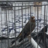 سهره قناری دهن سهره بی نظیر