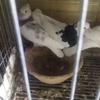 فروش جوجه دون خور طوقی|پرنده|اشکذر, |دیوار