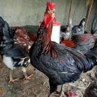 مرغ وخروس گلین اصل،چهل تاج،طوسی،ریش و کاکل فول|حیوانات مزرعه|طرقبه, |دیوار