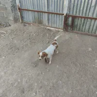 سگ پاپی نر وماده