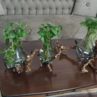 گلدان دکوری|گل و گیاه طبیعی|مشهد, شهرک مطهری|دیوار