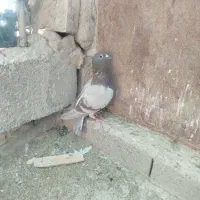 ماده لایه قوره ای|پرنده|بیرجند, |دیوار