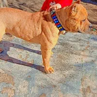 سگ پیتپول|سگ|فاروج, |دیوار