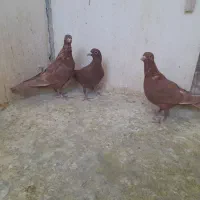 نر پروندنی .نر .ماده .همچی کفتر خوب|پرنده|کرمان, |دیوار