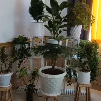 گل آپارتمانی همراه با استند