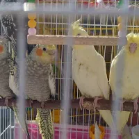 چهار عدد عروس هلندی