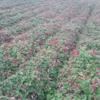 نهال توت فرنگی