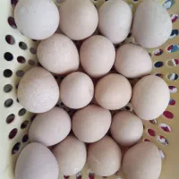 تخم مرغ محلی و تخم مرغ شاخدار
