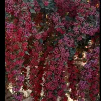 زرشک تازه وخشک وآب زرشک|خوردنی و آشامیدنی|بندر ترکمن, |دیوار
