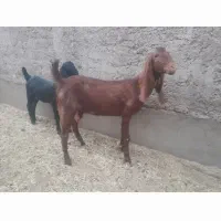 بزکره پاکستانی زه اول کره ماده