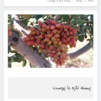 خریدفروش پسته تر|خدمات باغبانی و درختکاری|بافق, |دیوار