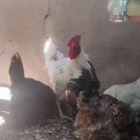 جوان آواز خوان و مرغ تخم گذار همه با هم