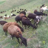یک راس قوچ غزل وست گاوی دوشیره ۷۰تومن